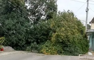 Imagen Por evento de norte, cae enorme árbol en colonia del puerto de Veracruz 