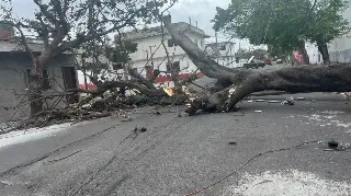 Imagen Árbol cae junto con poste de CFE en colonia Formando Hogar