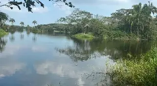 Imagen Reportan la presencia de un cocodrilo en Lagos de Puente Moreno