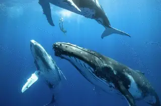 Imagen Descubren que las ballenas tienen esta similitud con los humanos (+Video)