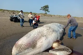 Imagen Ballena hallada en Nautla ya presentaba alto grado de descomposición