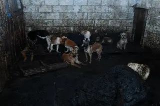 Imagen Rescatan más de 100 perros tras cateo en predio; presuntamente vendían su carne