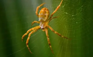 Imagen Esto puede provocar la picadura de una araña o cualquier otro insecto