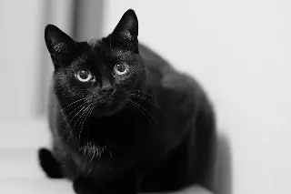 Imagen Alertan de no dar en adopción animales blancos y negros en marzo, los usan para rituales de brujería 