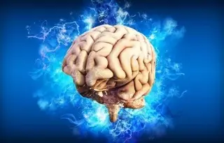 Imagen Un cerebro en desarrollo es capaz de reajustar funciones cuando falta una parte del cuerpo