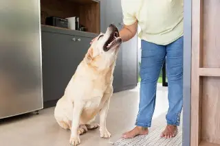 Imagen Identifican genes que hacen que humanos y perros labradores sean propensos a la obesidad