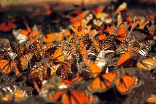 Imagen Se duplica superficie ocupada por la mariposa en México; llega a 1.79 hectáreas