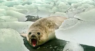 Imagen Capa de hielo marino alcanzó mínimo histórico en febrero (+Video)