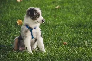 Imagen ¿Cómo evitar infecciones en las orejas de las mascotas?