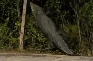 Imagen Captan a cocodrilo que intenta entrar a mangle en malecón en Cancún (+Video)