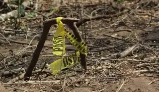 Imagen En Veracruz también se encontraron campos de exterminio: Colectivo Solecito