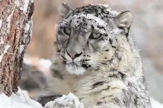 Imagen Captan leopardos de las nieves en Pakistán (+Video)