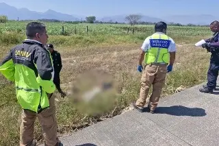 Imagen Identifican a hombre que murió atropellado en autopista de Veracruz; responsable huyó