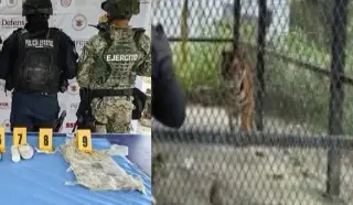 Imagen Hallan un tigre, casquillos e hisopos con s4ngre en inmueble de Tierra Blanca