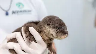 Imagen Desaparece otro tiburón y 2 nutrias en el acuario de Veracruz, denuncia Earth Mission