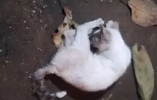 Imagen Denuncian muerte de 8 gatos en colonia de Veracruz 