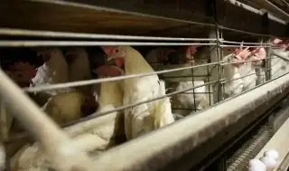 Imagen ¿Cómo se transmite la gripe aviar A H5N1? 