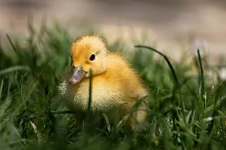 Imagen Rescatan una familia de patos en Veracruz