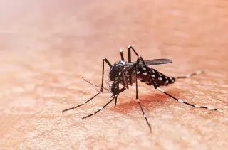 Imagen Alta incidencia de dengue en cuatro municipios de Veracruz, reporta Salud