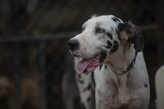 Imagen Denuncian maltrato y muerte de animales en Emiliano Zapata; hallan 17 ejemplares embolsados