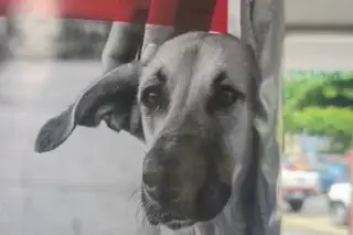 Imagen Activistas piden a candidatos firma de carta compromiso en defensa de los animales