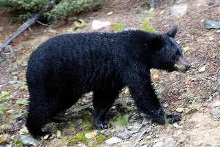 Imagen Hombre y su perro fueron comidos por oso en Florida; autoridades matan a 3 ejemplares