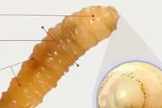 Imagen Checa lo que debes saber acerca del gusano barrenador 