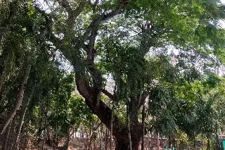 Imagen ¿Qué árboles recomiendan plantar para mitigar el calor en Veracruz? 