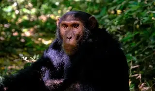 Imagen Comunicación de los chimpancés podría ser un puente evolutivo al lenguaje humano: Estudio