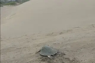 Imagen Resguardan más de 400 huevos de tortuga Lora en playas de Chachalacas