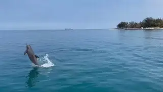 Imagen ¿Ha afectado el cambio climático la presencia de delfines en costas de Veracruz? esto dice experto.