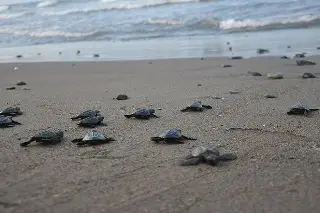 Imagen Depositan 5 tortugas Lora 420 huevos en Playa de Chachalacas