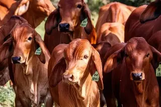 Imagen Sheinbaum califica de injusto el freno de EU en importación de ganado por gusano barrenador