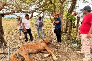 Imagen Lo rescatan después de ser abandonado al sol, pero no sobrevivió 