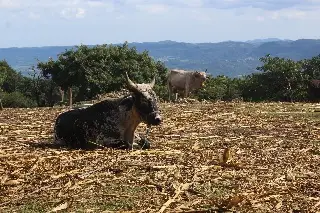Imagen Lo que importa es que funcionen los filtros sanitarios tras cese a importación de ganado en EU: Huerta