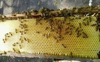 Imagen Cae la producción de miel debido a la sequía al norte de Veracruz 
