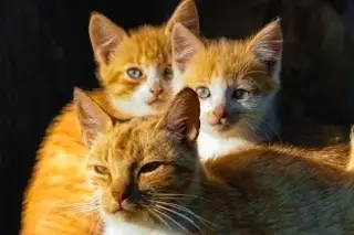 Un estudio descubre la mutación genética que hace únicos a los gatos naranjas