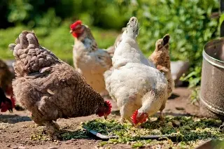 Imagen Suspende México importación de productos avícolas de Brasil por gripe aviar