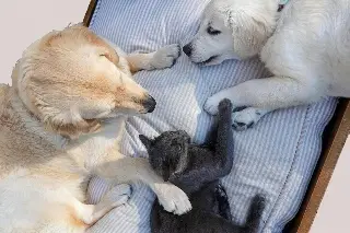 Imagen Asociación animalista atendió reportes por golpe de calor en mascotas de Veracruz