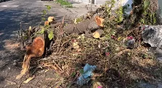 Imagen Vecinos piden apoyo para levantar los troncos de un árbol en el centro de Veracruz 