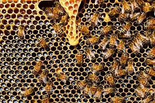 Imagen Conoce un poco de las características e importancia de las abejas 