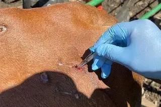 Imagen Detectan tercer caso de gusano barrenador en humanos en Chiapas