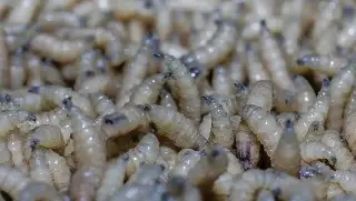 Imagen Suman cuatro casos de miasis por gusano barrenador en humanos en México