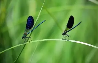 Imagen Científicos diseñan sistema de visión biónica con IA y estructura inspirada en insectos