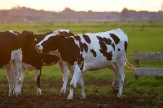Imagen EU extiende prohibición para importar ganado de México por gusano barrenador