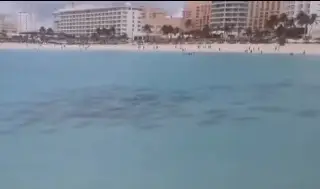 Imagen Viral, cardumen de tiburones en playa de Cancún (+Video)