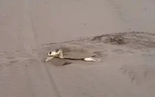 Imagen Varias tortugas arriban a playas de Veracruz para desovar; los nidos en riesgo