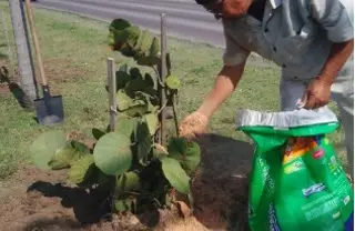 Imagen Hasta mil 200 árboles han plantado al norte del puerto Veracruz; piden más participación  
