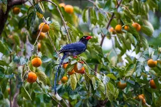 Imagen ¿Es un delito cortar las frutas de un árbol de un camellón?