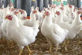 Imagen China suspende importaciones de pollo de Brasil, por gripe aviar